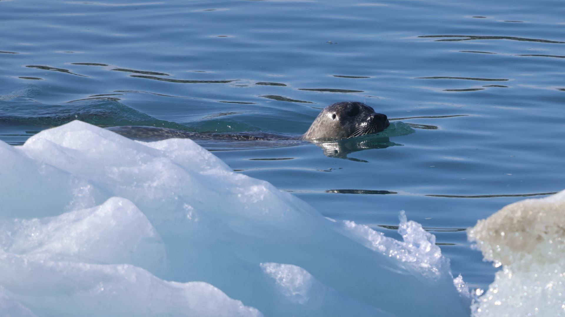 Foca comune sugli iceberg della laguna di Jökulsárlón in Islanda